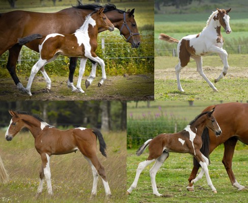 Coloured Horse Breeder @Solaris Stud Farm, Scotland